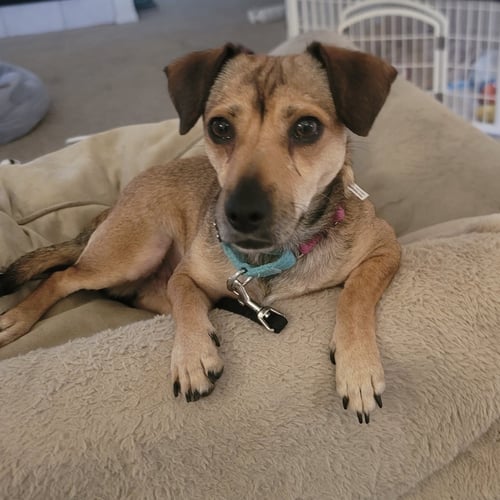 SAUCY - Chihuahua / Dachshund for adoption in Santa Clara