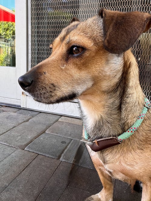 SAUCY - Chihuahua / Dachshund available for adoption