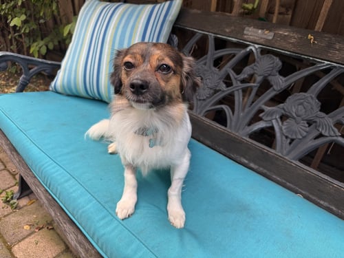 MAX - Papillon / Terrier available for adoption