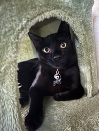 Guppy - Photo 2