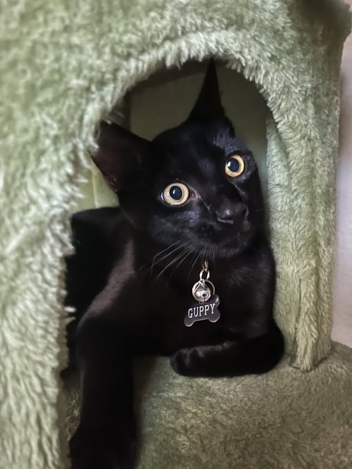GUPPY - Domestic Short Hair / Domestic Medium Hair for adoption in San Jose