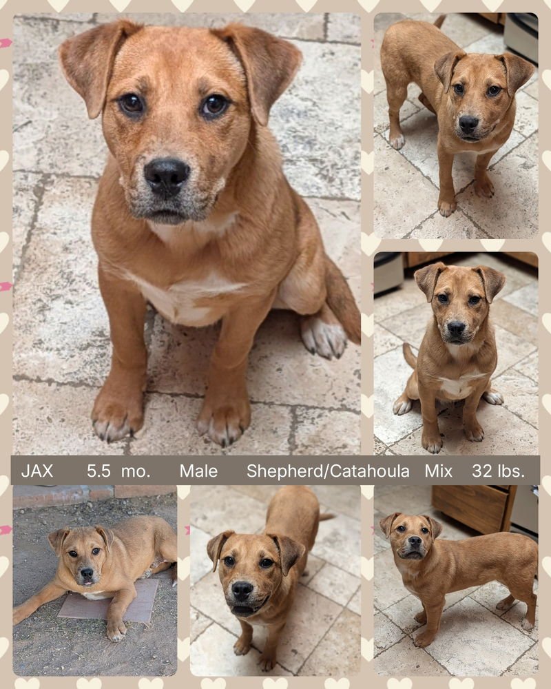 JAX - Shepherd / Catahoula Leopard Dog available for adoption