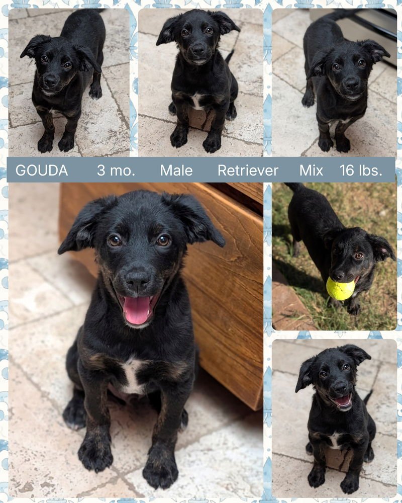 GOUDA - Flat-coated Retriever available for adoption
