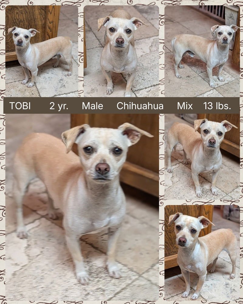 TOBI - Chihuahua available for adoption