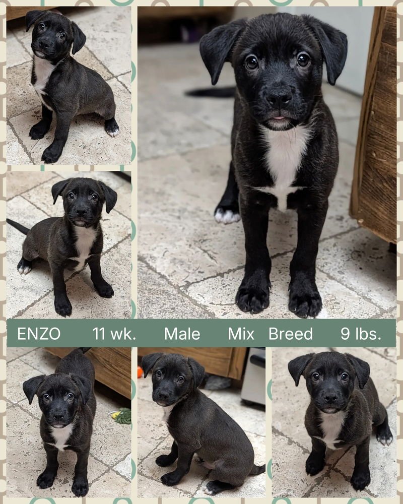 ENZO - Cattle Dog available for adoption