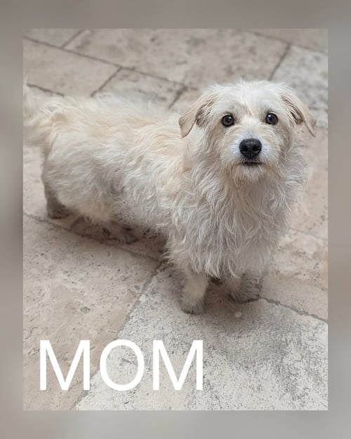 BENITO - West Highland White Terrier Westie / Maltese available for adoption