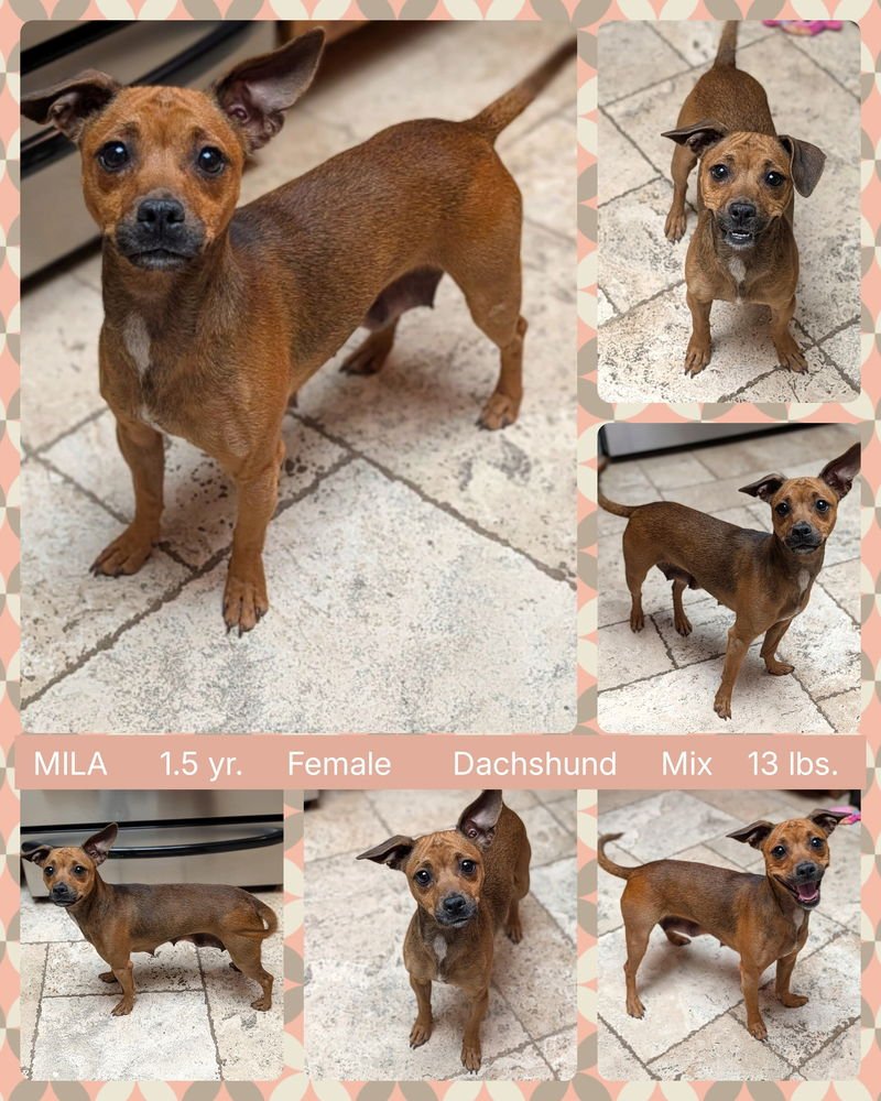 MILA - Dachshund / Chihuahua available for adoption