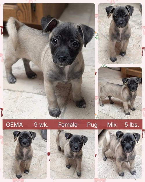 GEMA - Pug available for adoption