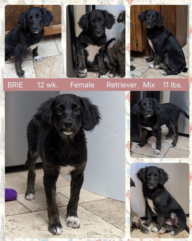 BRIE - Retriever / Flat-coated Retriever available for adoption