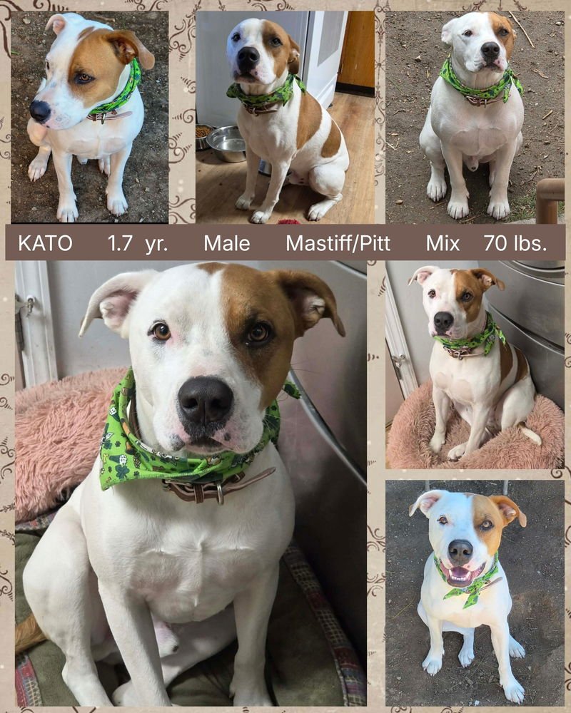 KATO - Mastiff / Pit Bull Terrier available for adoption