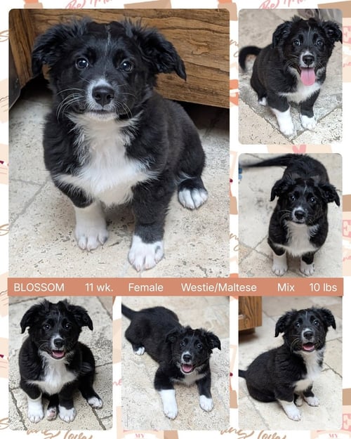 BLOSSOM - West Highland White Terrier Westie / Maltese available for adoption