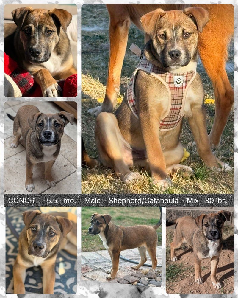 CONOR - Shepherd / Catahoula Leopard Dog available for adoption