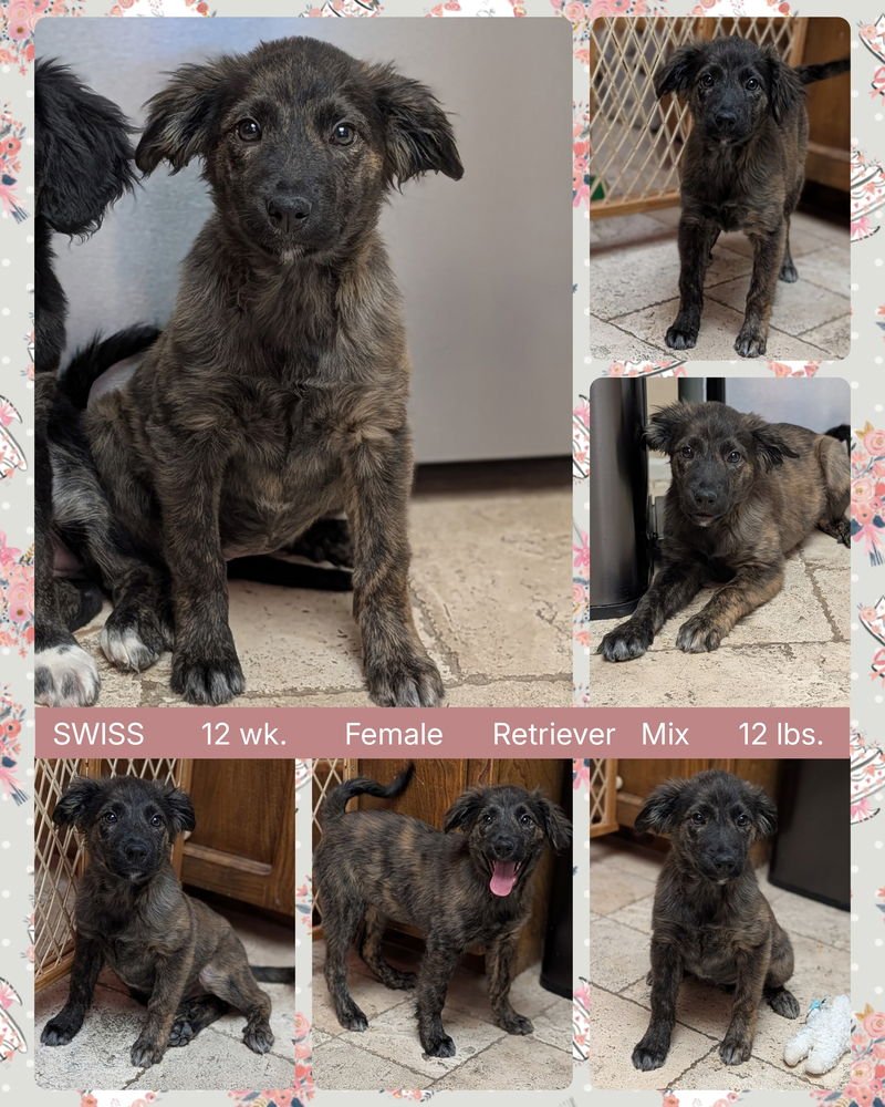 SWISS - Retriever available for adoption