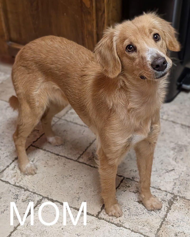 SWISS - Retriever available for adoption