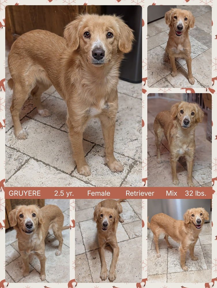 GRUYERE - Retriever available for adoption
