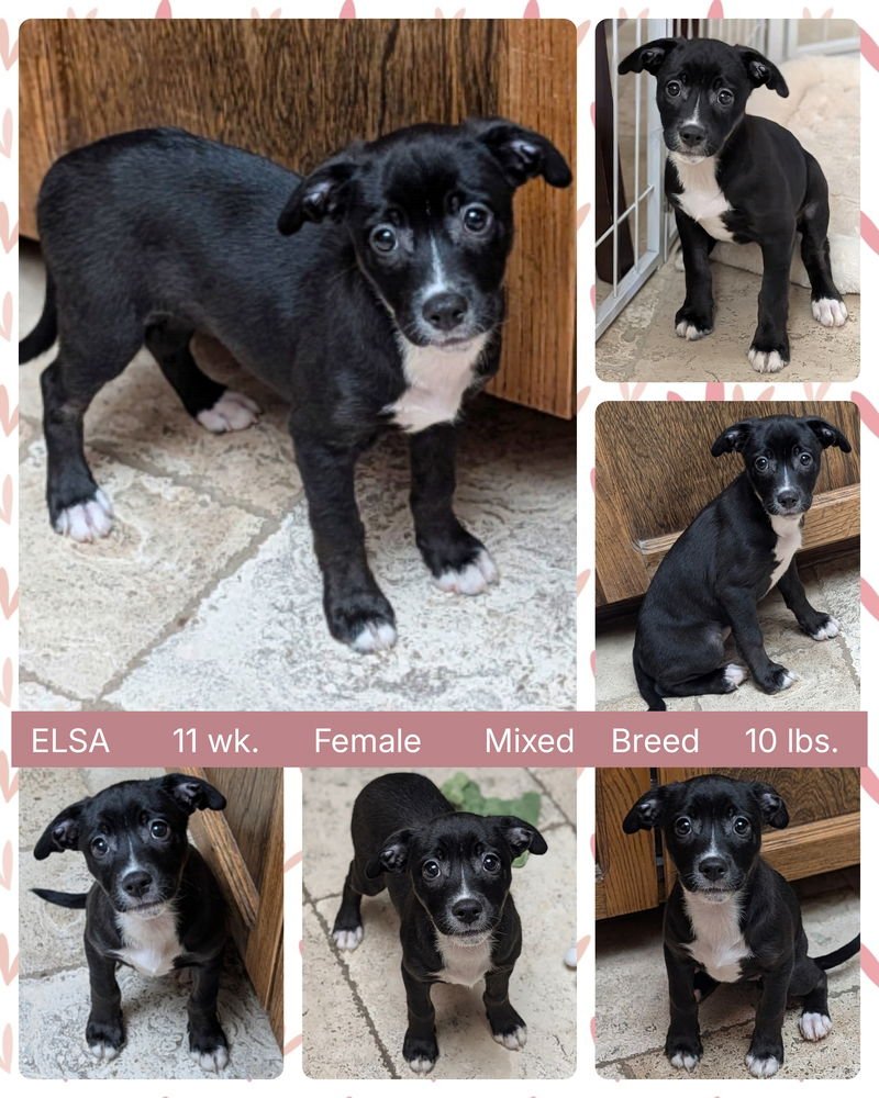 ELSA - Cattle Dog available for adoption