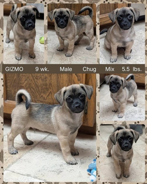 GIZMO - Pug / Terrier available for adoption