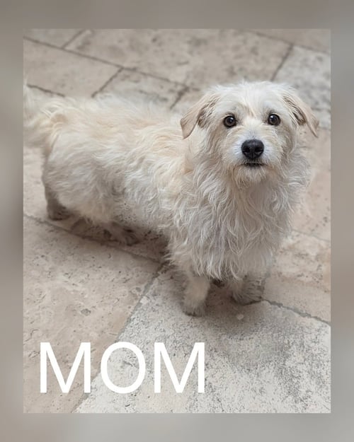 BUSH - West Highland White Terrier Westie / Maltese available for adoption