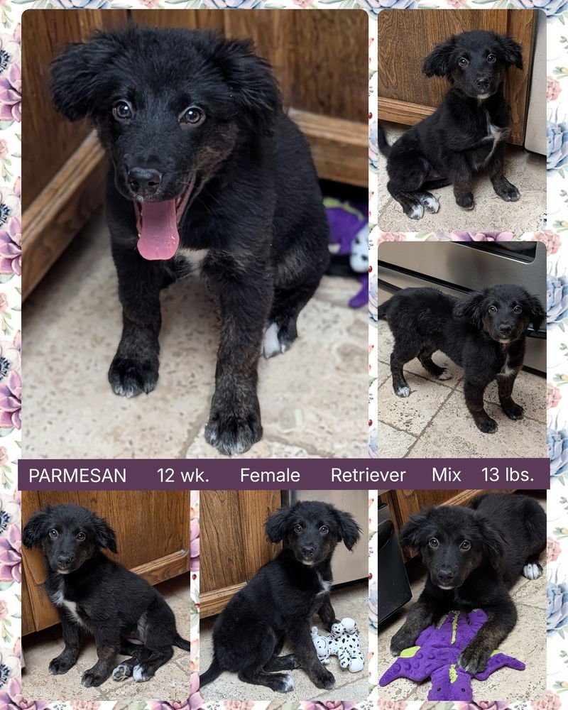 PARMESAN - Retriever available for adoption