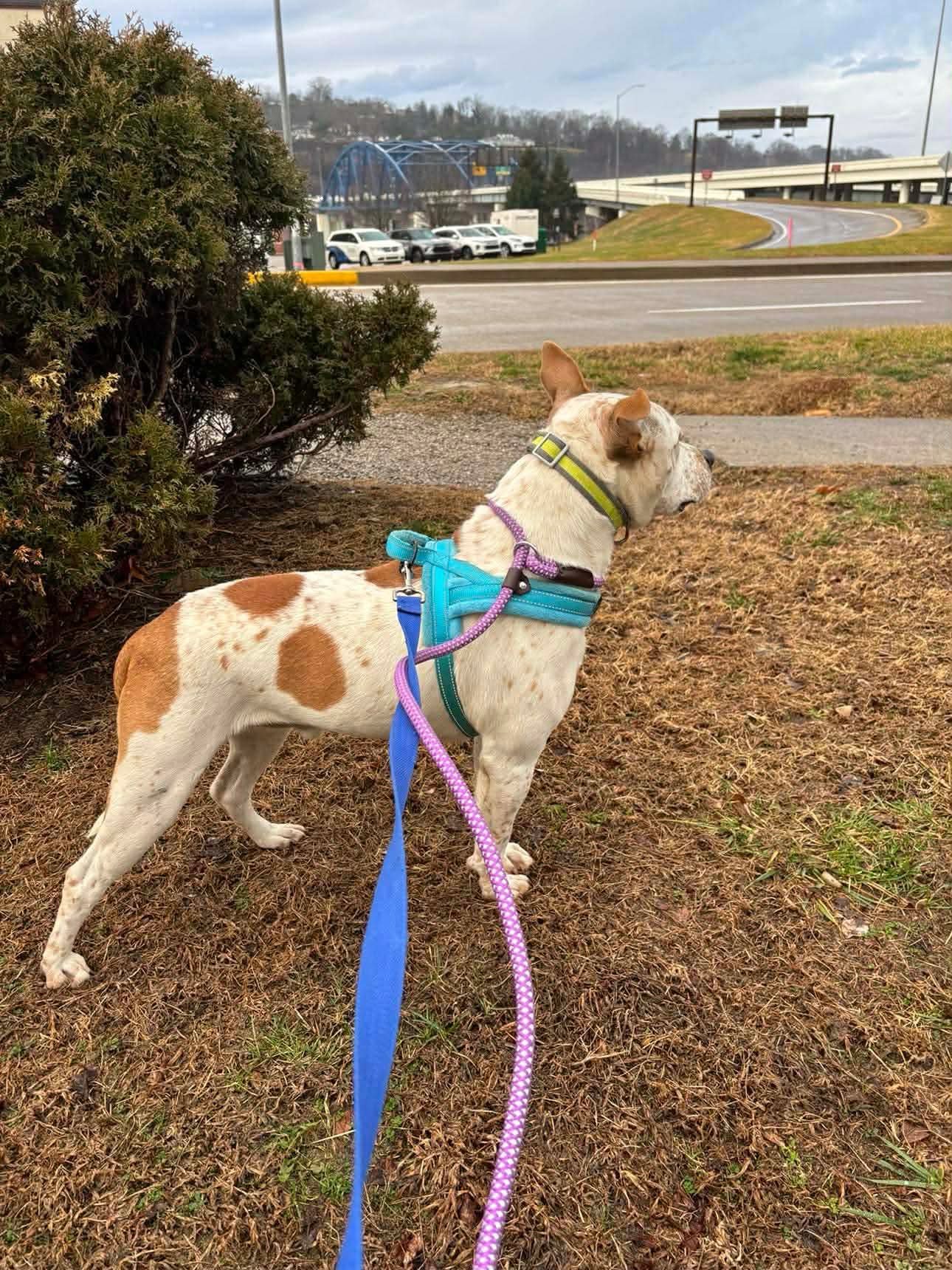 SPANKY - Terrier / Red Heeler available for adoption