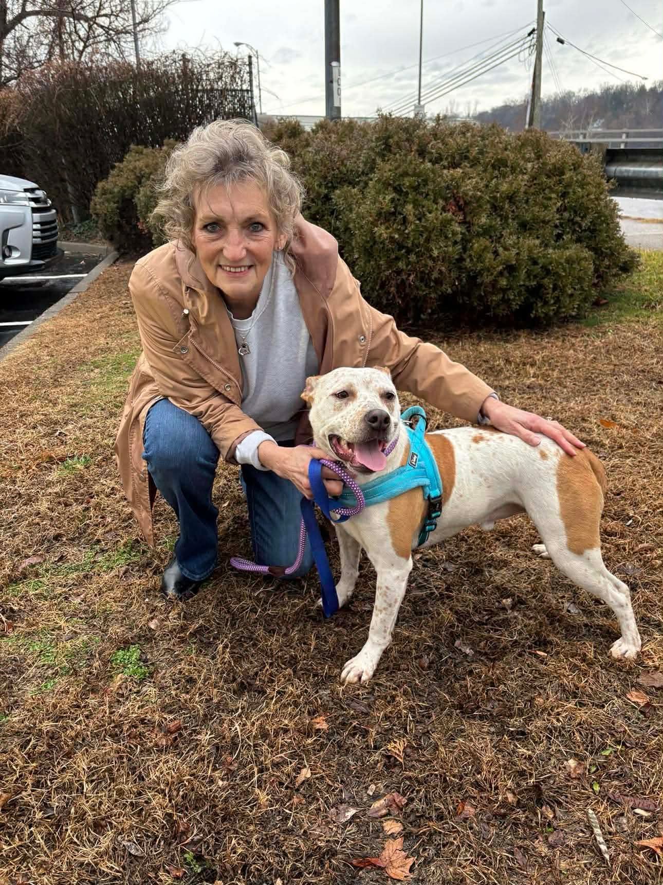 SPANKY - Terrier / Red Heeler available for adoption