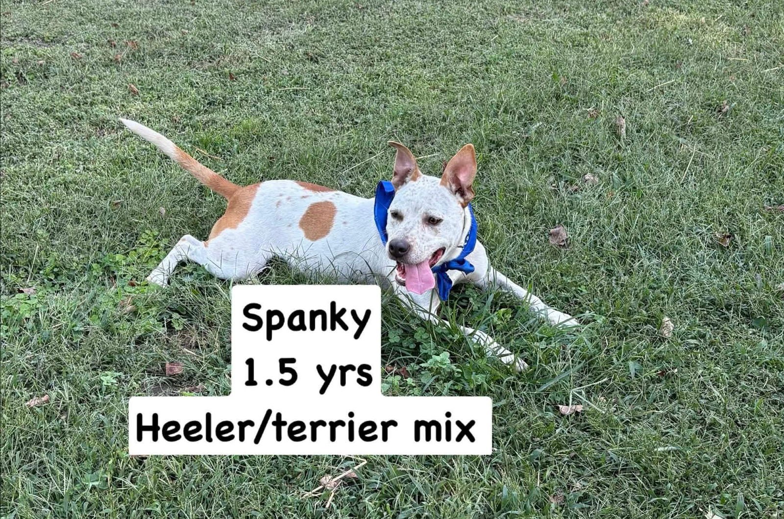 Spanky - Photo 4