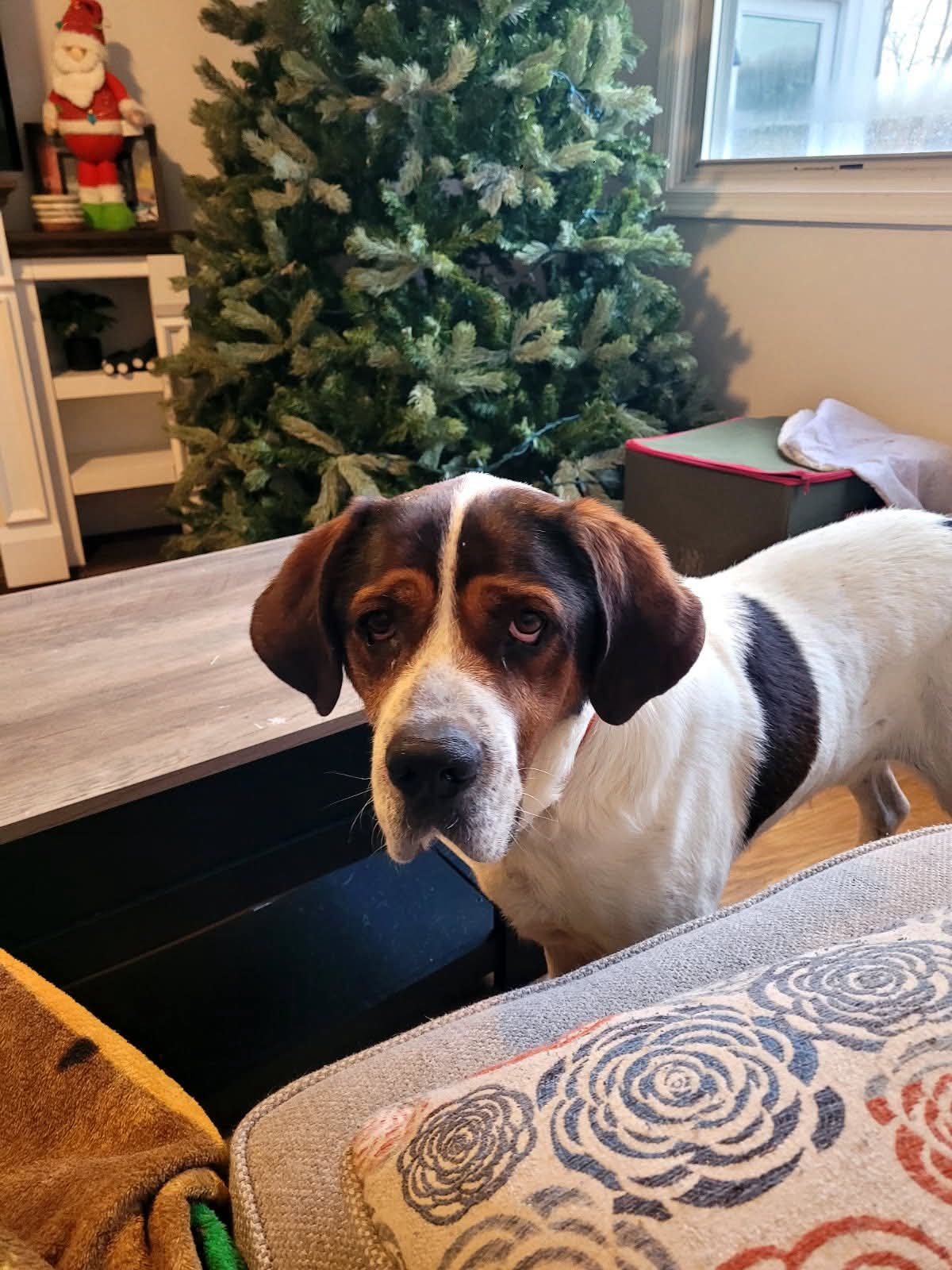 BUTCH - Saint Bernard available for adoption