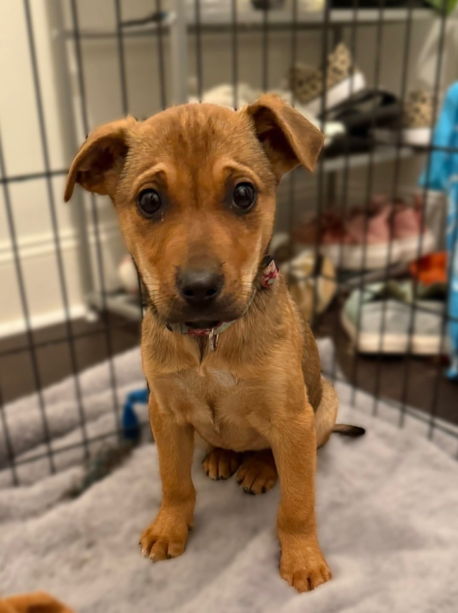 CLARICE - Unknown available for adoption