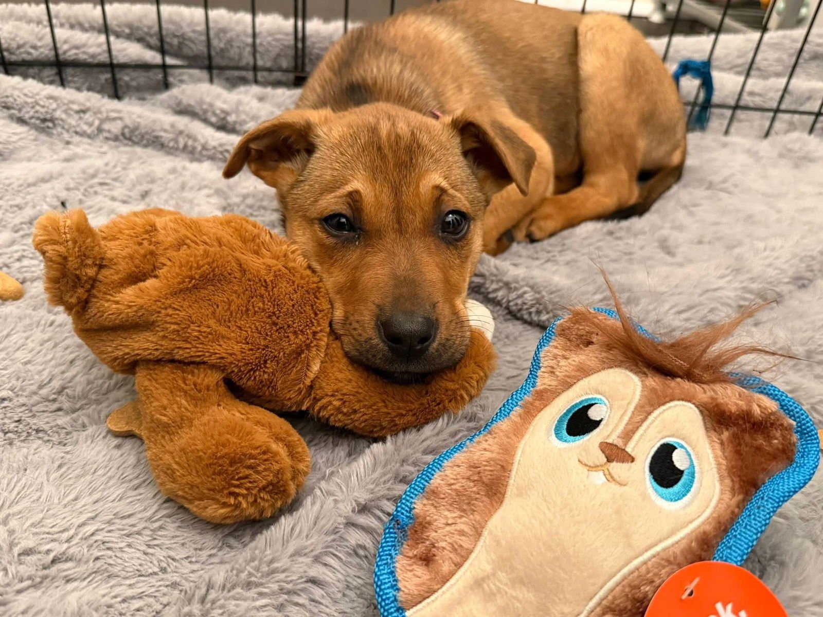 CLARICE - Unknown available for adoption