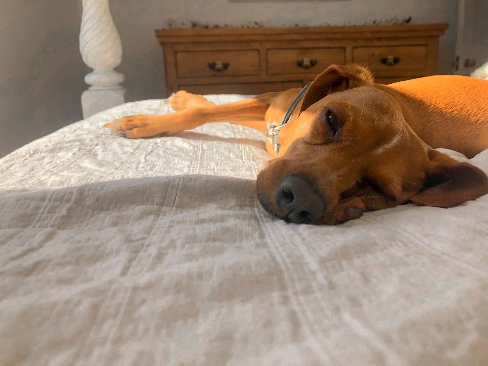 DAHLIA - Italian Greyhound available for adoption