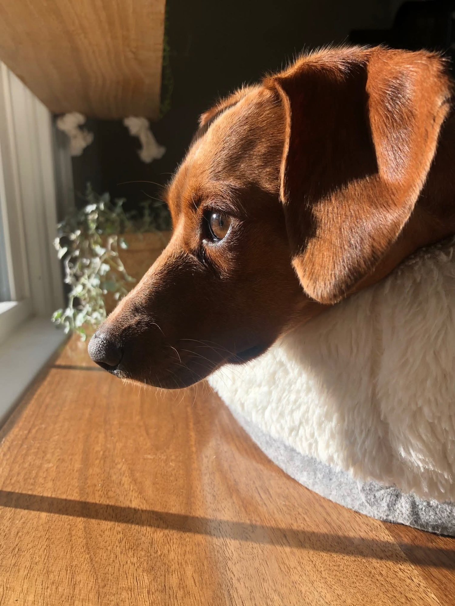 DAHLIA - Italian Greyhound available for adoption