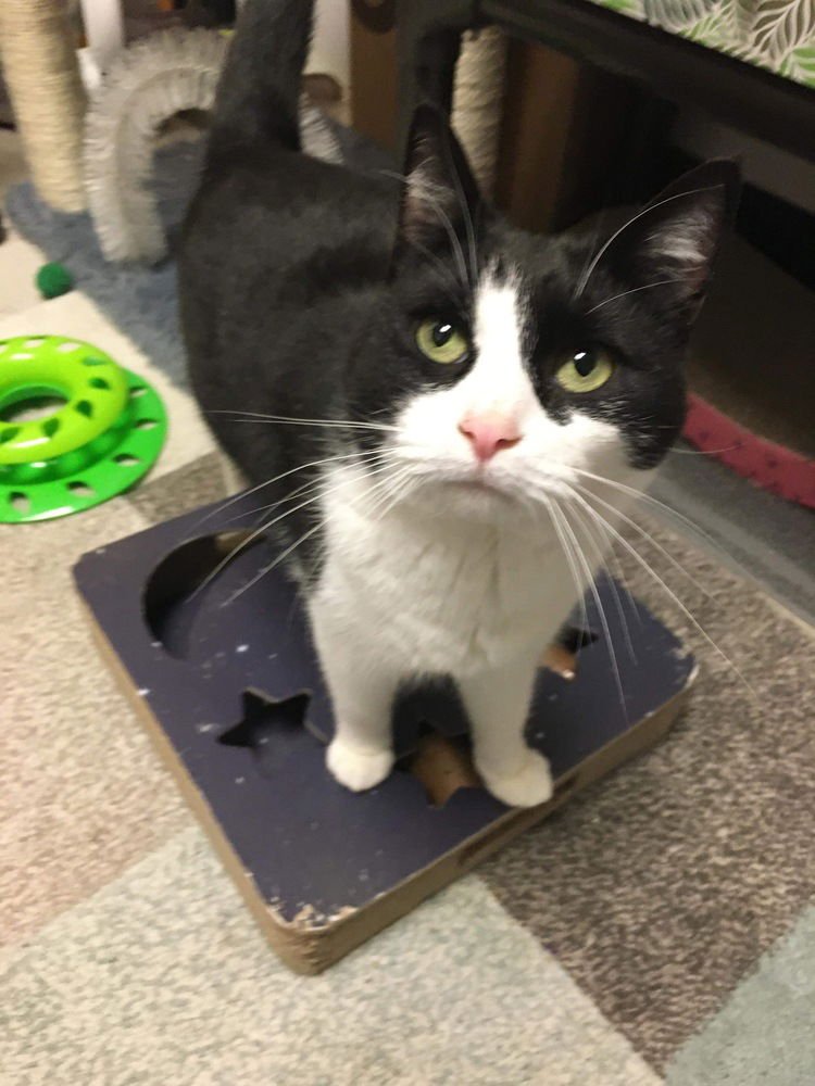 SOFI - Domestic Short Hair available for adoption