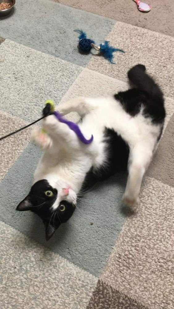 SOFI - Domestic Short Hair available for adoption