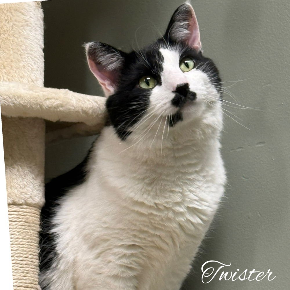 TWISTER BRANCH - Domestic Short Hair available for adoption