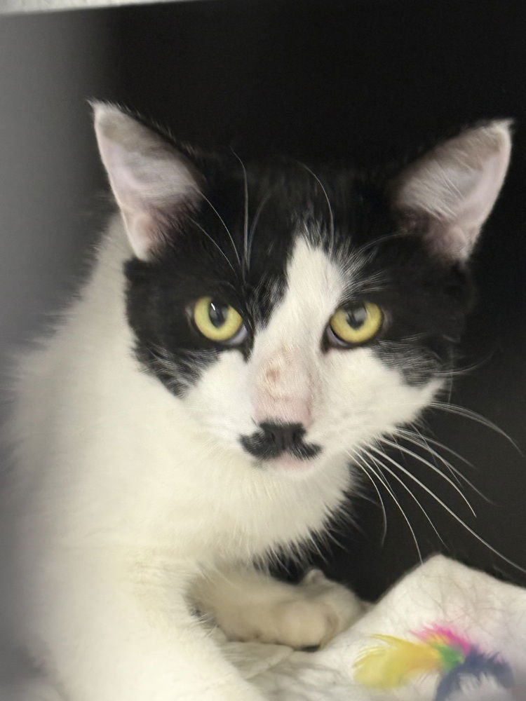 Twister Branch - Photo 3