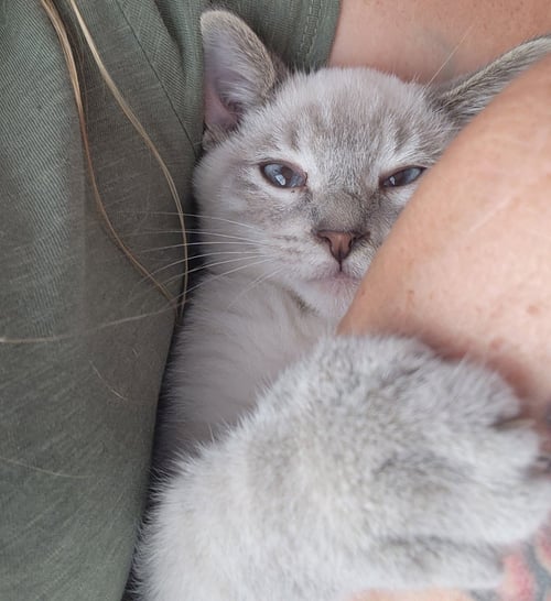 BRUSTER - Siamese available for adoption