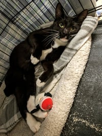 Cassidy - Photo 3