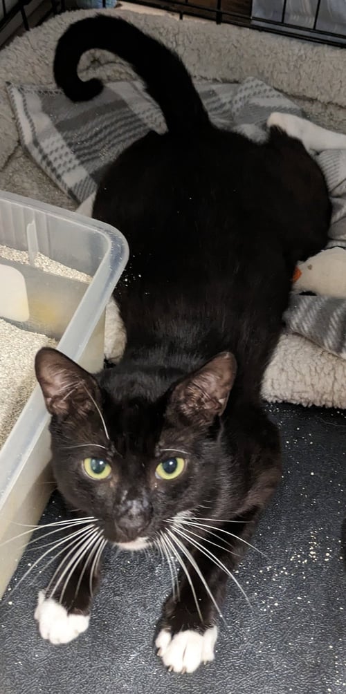 CASSIDY - Domestic Short Hair available for adoption