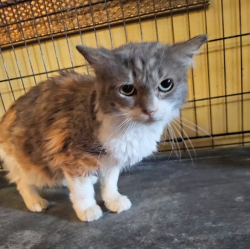 KITKAT - Domestic Medium Hair available for adoption