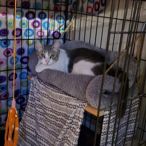 SORA - Domestic Short Hair available for adoption