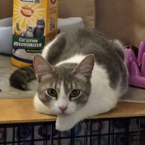 SORA - Domestic Short Hair for adoption in St. Petersburg