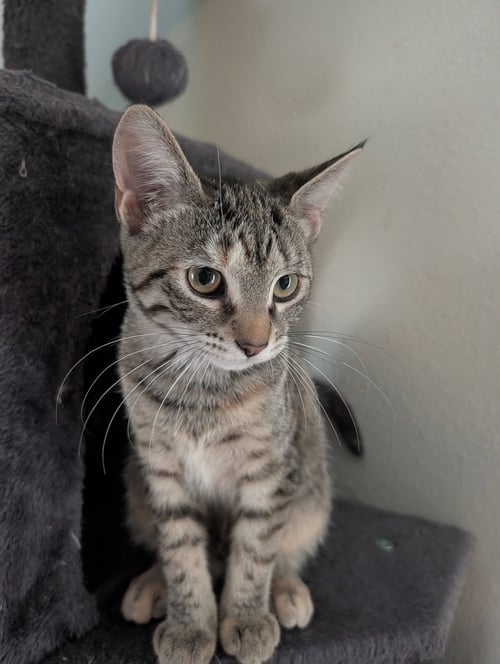 LOUISE - Domestic Short Hair available for adoption