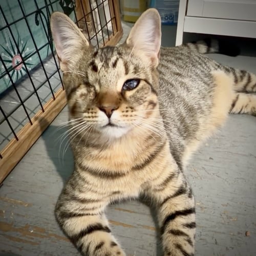 PIRATE - Domestic Short Hair / Tabby available for adoption