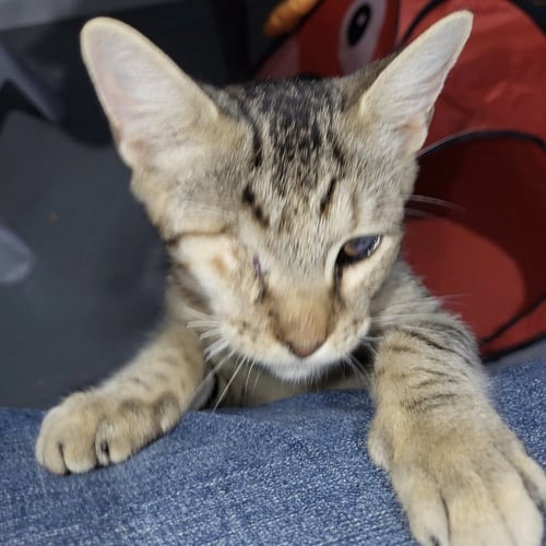 PIRATE - Domestic Short Hair / Tabby available for adoption