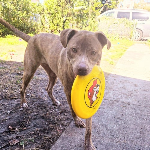 MARZEN - Labrador Retriever available for adoption