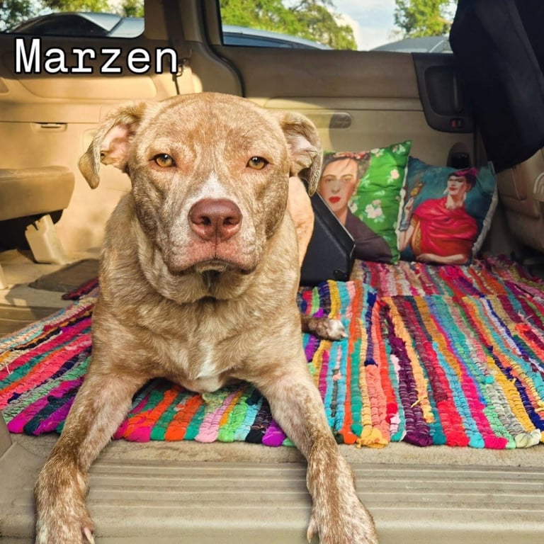 Marzen Image