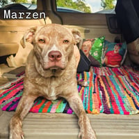 Marzen - Photo 1