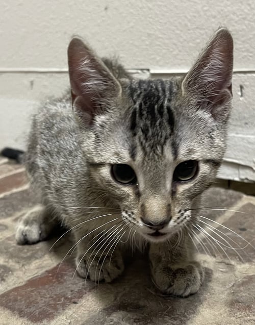 MEMPHIS - Domestic Short Hair available for adoption