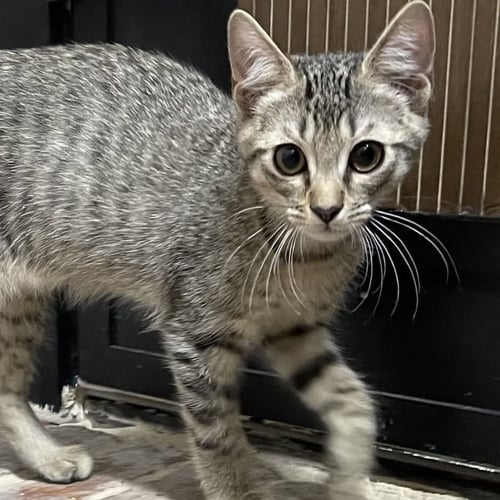 GATLIN - Domestic Short Hair available for adoption