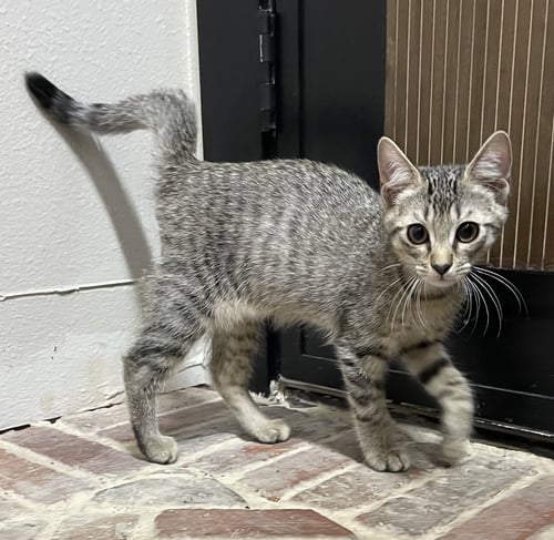 GATLIN - Domestic Short Hair available for adoption